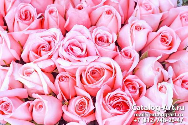 Pink roses 27